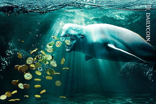 Beluga_Whale_Crypto_XRP_Coins_Throwing-up_Under_Water_web-530x353.jpg