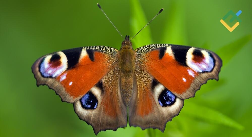 batterfly-pattern.jpg