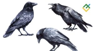 black-crows.jpg